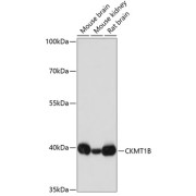 Western blot analysis of various lysates using CKMT1B Antibody at 1/3000 dilution. Secondary antibody: HRP-conjugated Goat anti-Rabbit IgG (H+L) at 1/10000 dilution. Lysates/proteins: 25 µg per lane. Blocking buffer: 3% nonfat dry milk in TBST. Exposure time: 3s.