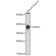 Western blot analysis of lysates from mouse thymus, using FANCL Antibody at 1/1000 dilution. Secondary antibody: HRP-conjugated Goat anti-Rabbit IgG (H+L) at 1/10000 dilution. Lysates/proteins: 25 µg per lane. Blocking buffer: 3% nonfat dry milk in TBST. Exposure time: 90s.