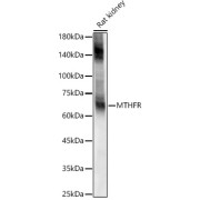 Perform microwave antigen retrieval with 10 mM citrate buffer pH 6.0 before commencing with IF staining protocol.Immunofluorescence analysis of paraffin-embedded mouse brain using EAAT2/SLC1A2 Antibody at dilution of 1/200 (40x lens). Secondary antibody: Cy3-conjugated Goat anti-Rabbit IgG (H+L) at 1/500 dilution. Blue: DAPI for nuclear staining.