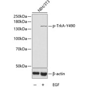 Western blot analysis of lysates from NIH3T3 cells, using Phospho-TrkA-Y490 Antibody. Secondary antibody: HRP-conjugated Goat anti-Rabbit IgG (H+L) at 1/10000 dilution. Lysates/proteins: 25 µg per lane. Blocking buffer: 3% BSA.