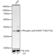 Western blot analysis of lysates from 293T cells, using Phospho-p38 MAPK-T180/Y182 Antibody at 1/18000 dilution. 293T cells were treated by UV at room temperature for 15-30 minutes. Secondary antibody: HRP-conjugated Goat anti-Rabbit IgG (H+L) at 1/10000 dilution. Lysates/proteins: 25 µg per lane. Blocking buffer: 3% nonfat dry milk in TBST. Exposure time: 20s.