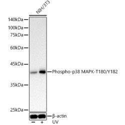 Mitogen-Activated Protein Kinase 14 Phospho-Thr180/Tyr182 (MAPK14 pT180/Y182) Antibody