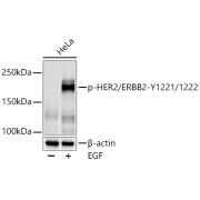abx123300