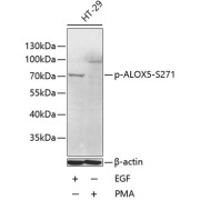 Western blot analysis of lysates from HT-29 cells, using Phospho-ALOX5-S271 Antibody at 1/1000 dilution. HT-29 cells were treated by PMA/TPA (200nM). Secondary antibody: HRP-conjugated Goat anti-Rabbit IgG (H+L) at 1/10000 dilution. Lysates/proteins: 25 µg per lane. Blocking buffer: 3% BSA.