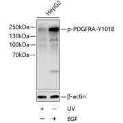 abx123360