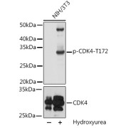 Western blot analysis of lysates from NIH/3T3 cells, using Phospho-CDK4-T172 Antibody. NIH/3T3 cells were treated by Hydroxyurea (4 mM) at 37 °C for 20 hours. Secondary antibody: HRP-conjugated Goat anti-Rabbit IgG (H+L) at 1/10000 dilution. Lysates/proteins: 25 µg per lane. Blocking buffer: 3% BSA. Exposure time: 60s.
