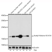 Western blot analysis of lysates from C6 cells using Acetyl-Histone H3-K14 Antibody at 1/400 dilution. C6 cells were treated by TSA (1 uM) at 37 °C for 18 hours. Secondary antibody: HRP-conjugated Goat anti-Rabbit IgG (H+L) at 1/10000 dilution. Lysates/proteins: 25 µg per lane. Blocking buffer: 3% nonfat dry milk in TBST. Exposure time: 30s.