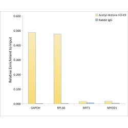 Histone H3 Acetyl-Lys9 (H3 AcK9) Antibody