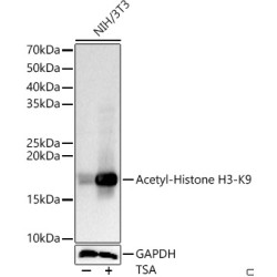 Histone H3 Acetyl-Lys9 (H3 AcK9) Antibody