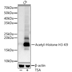 Histone H3 Acetyl-Lys9 (H3 AcK9) Antibody