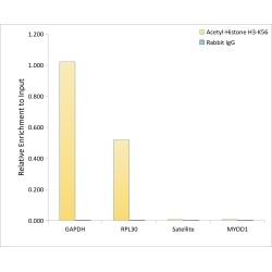 Histone H3 Acetyl-Lys56 (H3 AcK56) Antibody