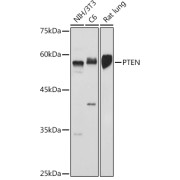 Western blot analysis of various lysates using PTEN Antibody at 1/500 dilution. Secondary antibody: HRP-conjugated Goat anti-Rabbit IgG (H+L) at 1/10000 dilution. Lysates/proteins: 25 µg per lane. Blocking buffer: 3% nonfat dry milk in TBST. Exposure time: 10s.