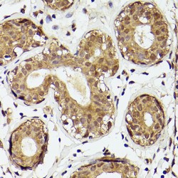 Phosphatidylinositol-3,4,5-Trisphosphate 3-Phosphatase And Dual-Specificity Protein Phosphatase PTEN (PTEN) Antibody