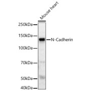 WB analysis of Mouse heart lysate using N-Cadherin Antibody (1/700 dilution) with <a href="https://www.abbexa.com/index.php?route=product/search&search=abx005548" target="_blank">abx005548</a> - Goat Anti-Rabbit IgG H&L Antibody (HRP) (1/10000 dilution). 25 µg lysates/proteins were used per lane with 3% non-fat dry milk in TBST as the blocking buffer. Exposure time: 30s.