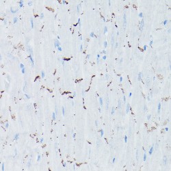 N-Cadherin Antibody