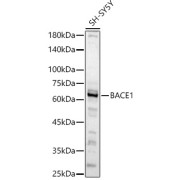 Western blot analysis of lysates from SH-SY5Y cells, using BACE1 Antibody at 1/500 dilution. Secondary antibody: HRP-conjugated Goat anti-Rabbit IgG (H+L) at 1/10000 dilution. Lysates/proteins: 25 µg per lane. Blocking buffer: 3% nonfat dry milk in TBST. Exposure time: 90s.