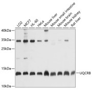 Western blot analysis of various lysates using UQCRB Antibody at 1/1000 dilution. Secondary antibody: HRP-conjugated Goat anti-Rabbit IgG (H+L) at 1/10000 dilution. Lysates/proteins: 25 µg per lane. Blocking buffer: 3% nonfat dry milk in TBST. Exposure time: 10s.