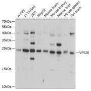 Western blot analysis of various lysates using VPS28 Antibody at 1/1000 dilution. Secondary antibody: HRP-conjugated Goat anti-Rabbit IgG (H+L) at 1/10000 dilution. Lysates/proteins: 25 µg per lane. Blocking buffer: 3% nonfat dry milk in TBST. Exposure time: 1s.