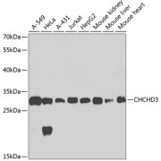 Western blot analysis of various lysates using CHCHD3 Antibody at 1/1000 dilution. Secondary antibody: HRP-conjugated Goat anti-Rabbit IgG (H+L) at 1/10000 dilution. Lysates/proteins: 25 µg per lane. Blocking buffer: 3% nonfat dry milk in TBST. Exposure time: 40s.