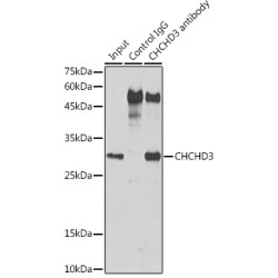 Coiled-Coil-Helix-Coiled-Coil-Helix Domain Containing 3 (CHCHD3) Antibody
