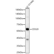 Western blot analysis of lysates from U-251MG cells, using CD320 Antibody at 1/2500 dilution. Secondary antibody: HRP-conjugated Goat anti-Rabbit IgG (H+L) at 1/10000 dilution. Lysates/proteins: 25 µg per lane. Blocking buffer: 3% nonfat dry milk in TBST. Exposure time: 30s.