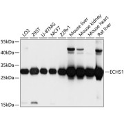 Western blot analysis of various lysates using ECHS1 Antibody at 1/1000 dilution. Secondary antibody: HRP-conjugated Goat anti-Rabbit IgG (H+L) at 1/10000 dilution. Lysates / proteins: 25 µg per lane. Blocking buffer: 3 % nonfat dry milk in TBST. Detection: ECL Basic Kit (RM00020). Exposure time: 30s.