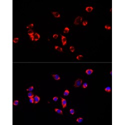 Enoyl-CoA Hydratase, Short Chain 1, Mitochondrial (ECHS1) Antibody
