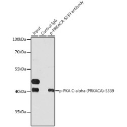PRKACA (pS339) Antibody