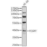 Western blot analysis of lysates from HL-60 cells, using FCGRT Antibody at 1/1000 dilution. Secondary antibody: HRP-conjugated Goat anti-Rabbit IgG (H+L) at 1/10000 dilution. Lysates/proteins: 25 µg per lane. Blocking buffer: 3% nonfat dry milk in TBST. Exposure time: 30s.