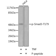 Western blot analysis of lysates from HeLa cells, using Phospho-Smad3-T179 Antibody. HeLa cells were treated by TNF-α (20 ng/ml) at 37 °C for 30 minutes after serum-starvation overnight. Secondary antibody: HRP-conjugated Goat anti-Rabbit IgG (H+L) at 1/10000 dilution. Lysates/proteins: 25 µg per lane. Blocking buffer: 3% BSA.