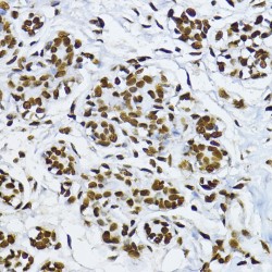 SMAD3 (pT179) Antibody