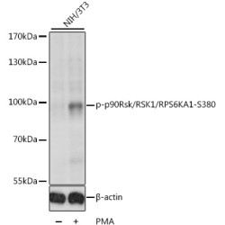 P90RSK (pS380) Antibody