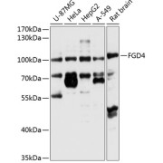 Western blot analysis of various lysates using FGD4 Antibody at 1/1000 dilution. Secondary antibody: HRP-conjugated Goat anti-Rabbit IgG (H+L) at 1/10000 dilution. Lysates/proteins: 25 µg per lane. Blocking buffer: 3% nonfat dry milk in TBST. Exposure time: 5s.