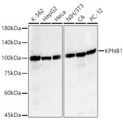 abx124100