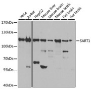 abx124109