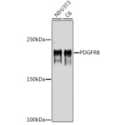 abx124158