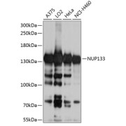 abx124169