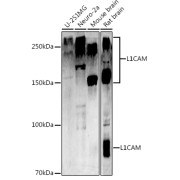 abx124193