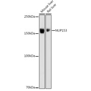 abx124227