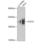 Western blot analysis of various lysates using ATG2A Antibody at 1/1000 dilution. Secondary antibody: HRP-conjugated Goat anti-Rabbit IgG (H+L) at 1/10000 dilution. Lysates/proteins: 25 µg per lane. Blocking buffer: 3% nonfat dry milk in TBST. Exposure time: 60s.