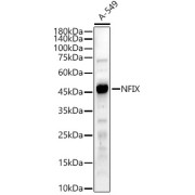 Western blot analysis of lysates from A-549 cells, using NFIX Antibody at 1/600 dilution. Secondary antibody: HRP-conjugated Goat anti-Rabbit IgG (H+L) at 1/10000 dilution. Lysates/proteins: 25 µg per lane. Blocking buffer: 3% nonfat dry milk in TBST. Exposure time: 90s.