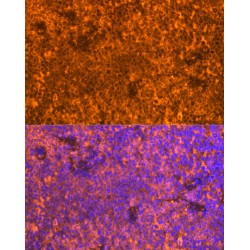 Rho Family-Interacting Cell Polarization Regulator 2 (FAM65B) Antibody