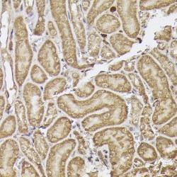 Methyltransferase Like Protein 4 (METTL4) Antibody