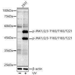 JNK1 / 2 / 3 p(T183 / T183 / T221) Antibody