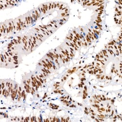 JNK1 / 2 / 3 p(T183 / T183 / T221) Antibody
