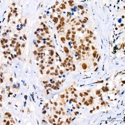 JNK1 / 2 / 3 p(T183 / T183 / T221) Antibody