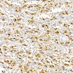 Lysozyme C (LYZ) Antibody