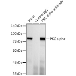 Protein Kinase C Alpha (PRKCA) Antibody