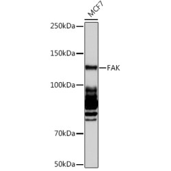 Protein Tyrosine Kinase 2 Beta (PTK2) Antibody