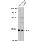 abx125509
